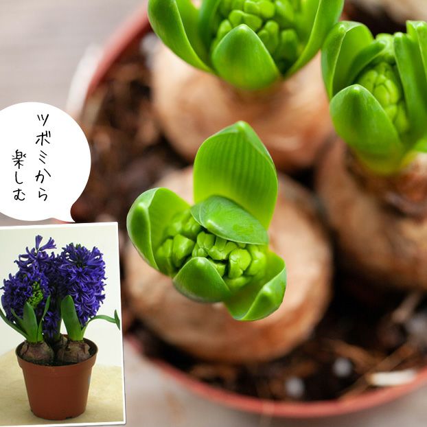 お届けは1/15～】ヒヤシンス2鉢セット（花色はお任せです） | [公式]e