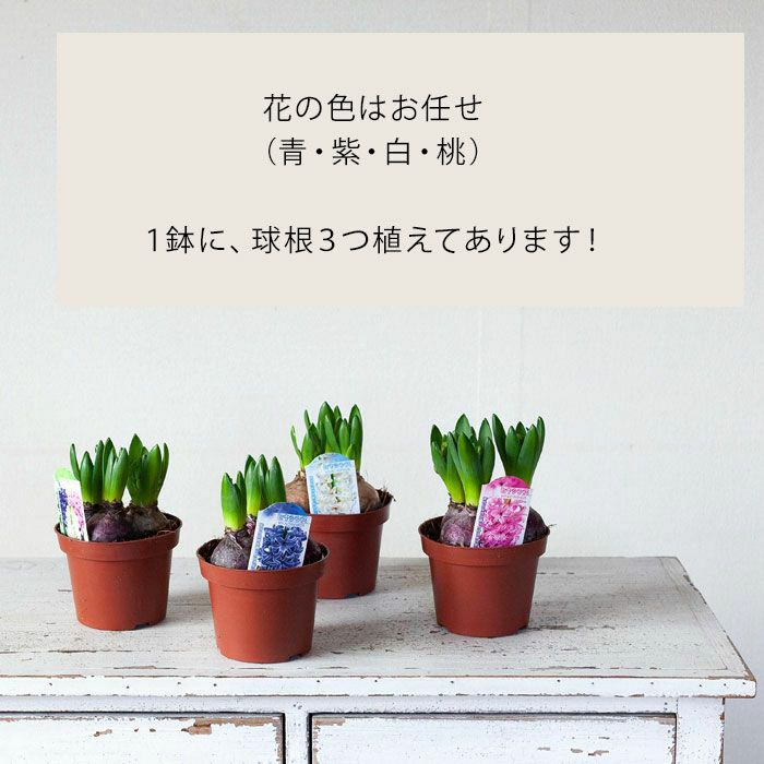 予約品・お届けは1/11～】ヒヤシンス2鉢セット（花色はお任せです