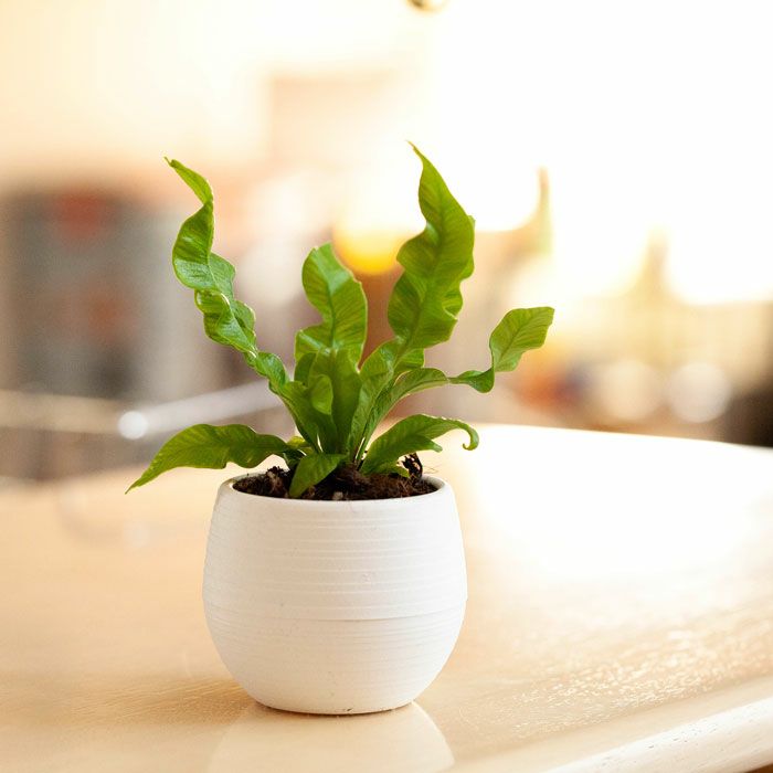欲しい植木鉢が見つかる おしゃれ植木鉢専門店 公式 E 花屋さん 欲しい植木鉢が見つかる おしゃれ植木鉢専門店 公式 E 花屋さん
