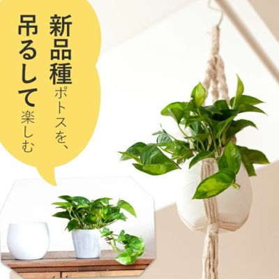 欲しい観葉植物が見つかる おしゃれ おすすめな60選 公式 E 花屋さん