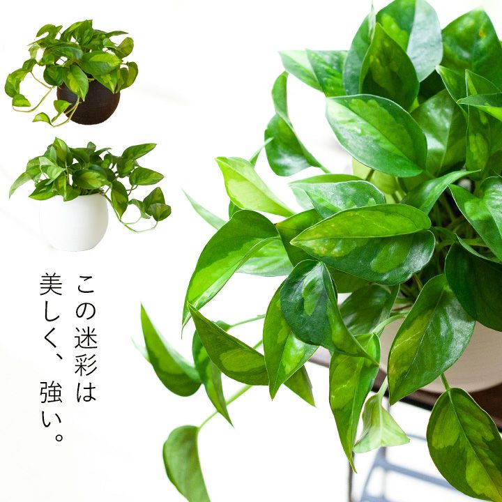 ポトスグローバル 観葉植物 鉢ごと 6号鉢 18cm - インテリア小物