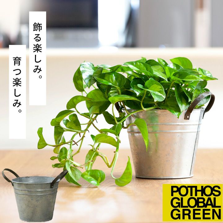 ポトスグローバル まるごと全部 抜き苗 【公式通販】