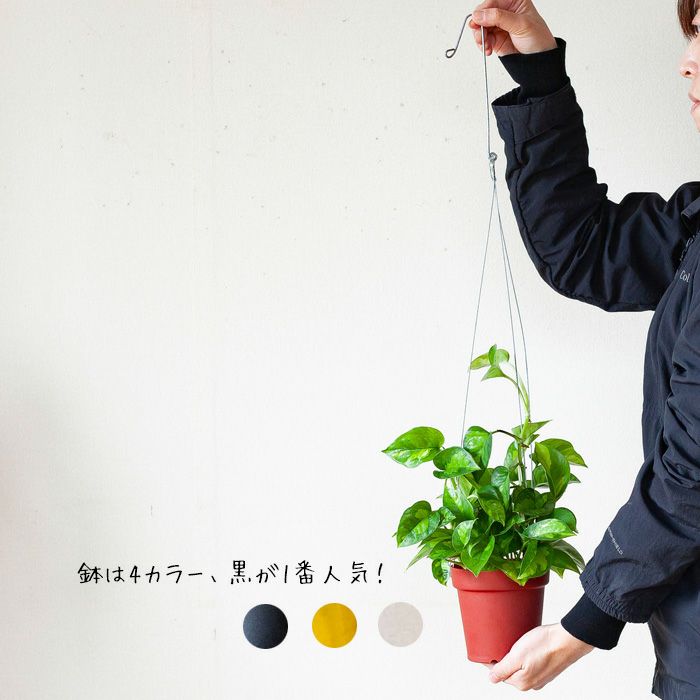 クライミングポトス グローバルグリーン 公式 E 花屋さん クライミングポトス グローバルグリーン 公式 E 花屋さん
