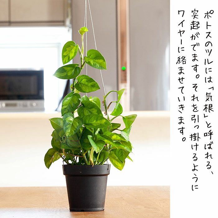 クライミングポトス グローバルグリーン 公式 E 花屋さん