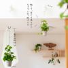 クライミングポトス グローバルグリーン 公式 E 花屋さん