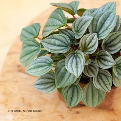 ペペロミア人気14種（育て方付き）観葉植物サダソウ属｜e花屋さん