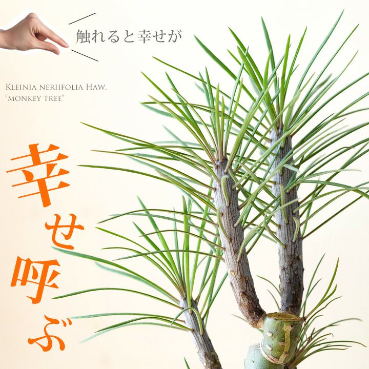 モンキーツリー（育て方付き）幸せを呼ぶ多肉植物： e-花屋さん