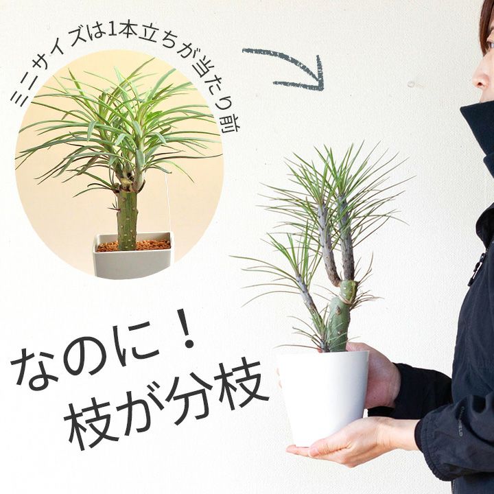 モンキーツリー（育て方付き）幸せを呼ぶ多肉植物： e-花屋さん