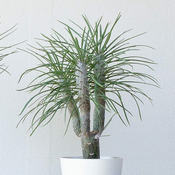 モンキーツリー(育て方付き)幸せを呼ぶ多肉植物: e-花屋さん モンキーツリー(育て方付き)幸せを呼ぶ多肉植物: e-花屋さん