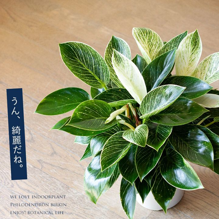 フィロデンドロン バーキン6号 2株植え 公式 E 花屋さん