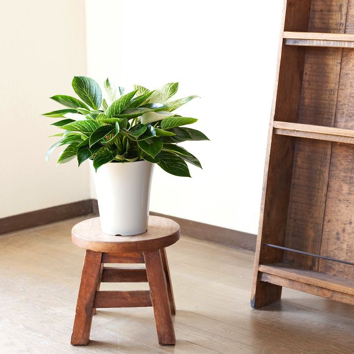 フィロデンドロン バーキン6号 2株植え 公式 E 花屋さん フィロデンドロン バーキン6号 2株植え 公式 E 花屋さん