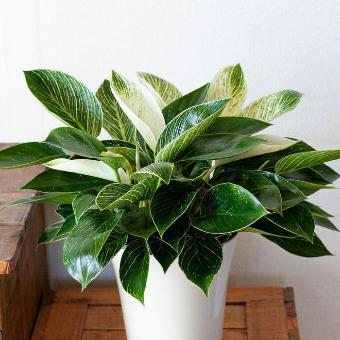 フィロデンドロン バーキン6号 2株植え 公式 E 花屋さん フィロデンドロン バーキン6号 2株植え 公式 E 花屋さん