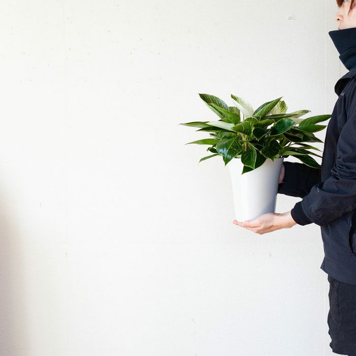 フィロデンドロン バーキン6号 2株植え 公式 E 花屋さん フィロデンドロン バーキン6号 2株植え 公式 E 花屋さん