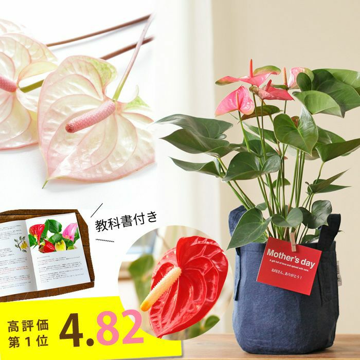 観葉植物の母の日ギフト アンスリウムをお洒落なバッグにいれて
