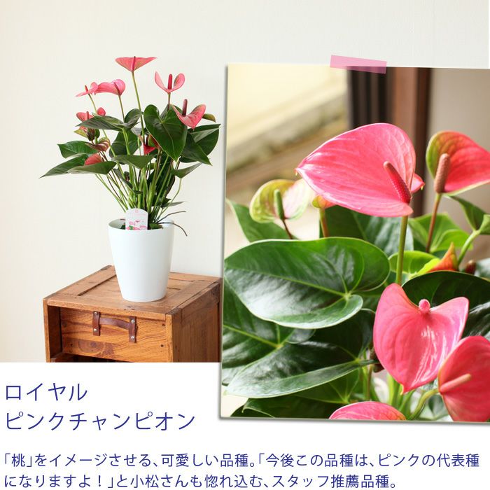 名人 小松さんのアンスリューム特秀品 Rootpouch社の布鉢で より可愛く 公式 E 花屋さん