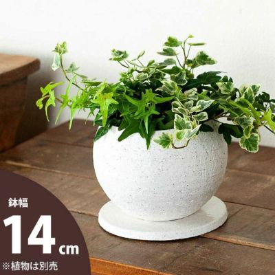 人気のボール鉢。他より風合い良いです！<br>（14ｃｍ）