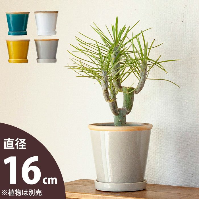 観葉植物の植え替えに！4～５号サイズに適応、色が綺麗な陶器鉢e-花屋さん