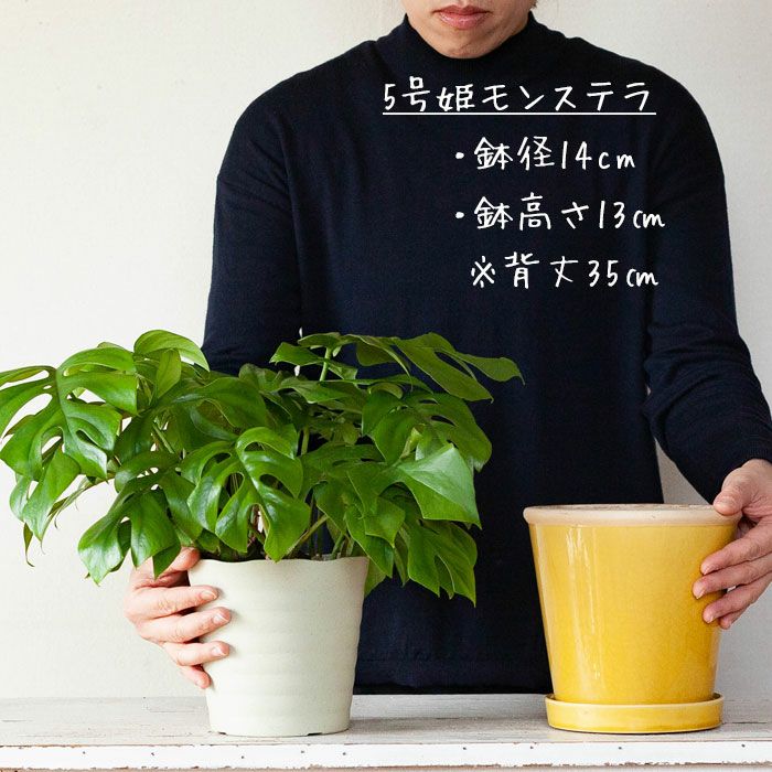 観葉植物の植え替えに！4～５号サイズに適応、色が綺麗な陶器鉢e-花屋さん