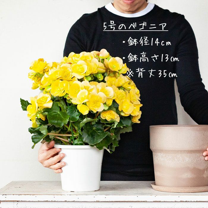 軽い 可愛い 植木鉢 M 19cm 公式 E 花屋さん