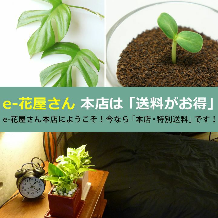 軽くて使いやすいカラー植木鉢5～6号サイズ植物の植え替えに