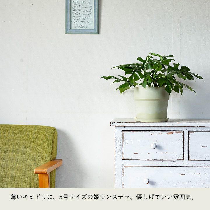 軽くて使いやすいカラー植木鉢5～6号サイズ植物の植え替えに