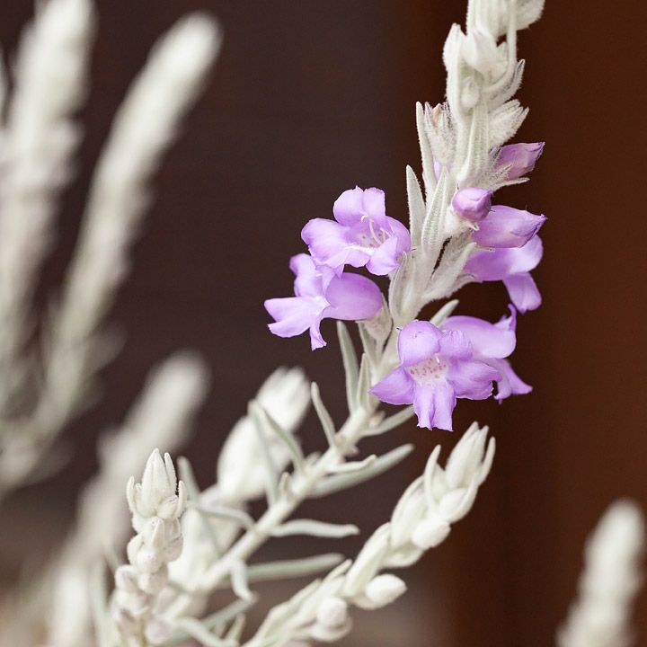 エレモフィラ・ニベアの花