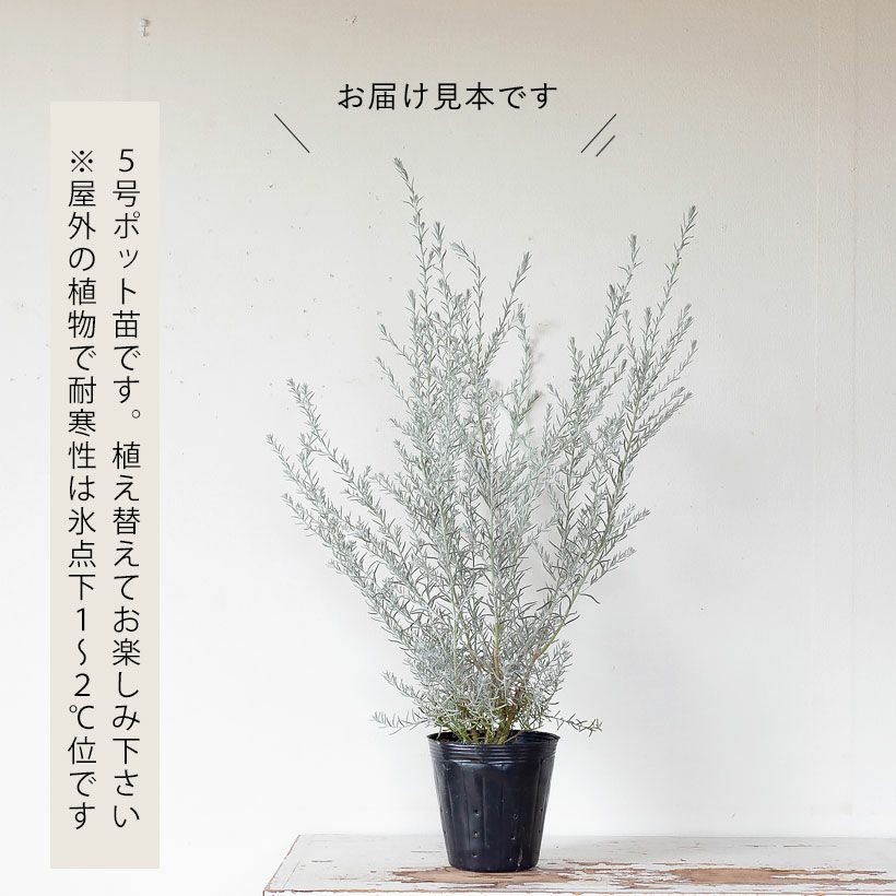 エレモフィラニベア 映える5号サイズ 花も綺麗です 公式 E 花屋さん エレモフィラニベア 映える5号サイズ 花も綺麗です 公式 E 花屋さん