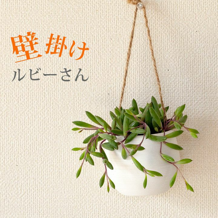 ルビーネックレス育て方付き｜紫の多肉植物、室内OK