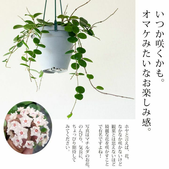 ホヤ マチルダ 花を目標に 多肉質で可愛い植物を育ててみませんか