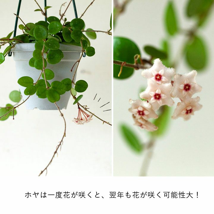 ホヤ マチルダ 花を目標に 多肉質で可愛い植物を育ててみませんか