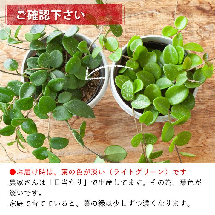 ホヤ・マチルダ｜花を目標に、多肉質で可愛い植物を育ててみませんか？