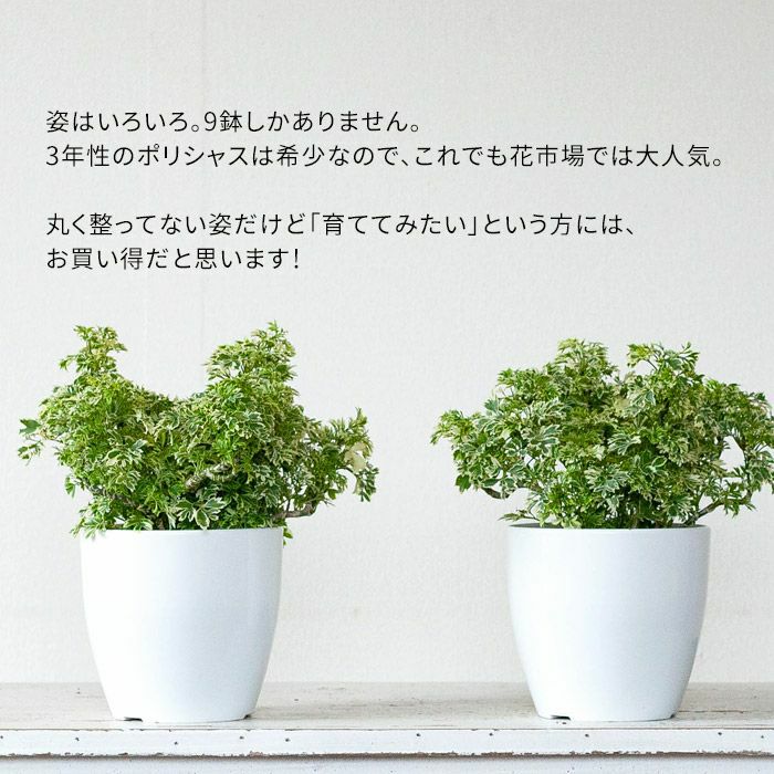 国産ポリシャス スノープリンセス の3年株 公式 E 花屋さん