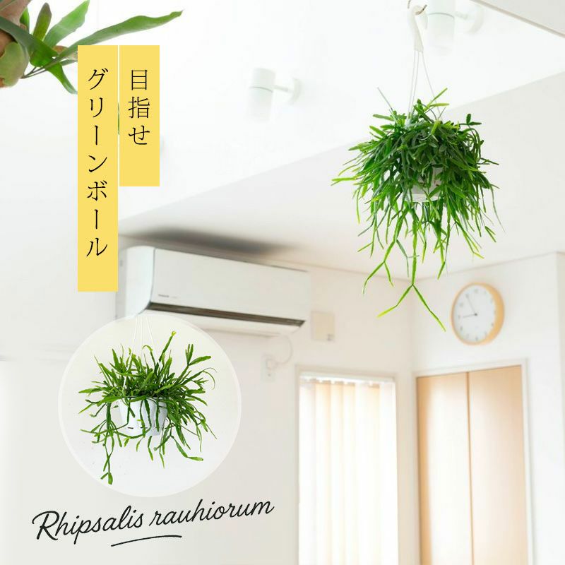リプサリス・ラウヒオルム | [公式]e-花屋さん