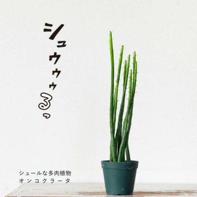 ユーフォルビア・オンコクラータ（観葉植物）の育て方｜[公式] e-花屋さん 本店