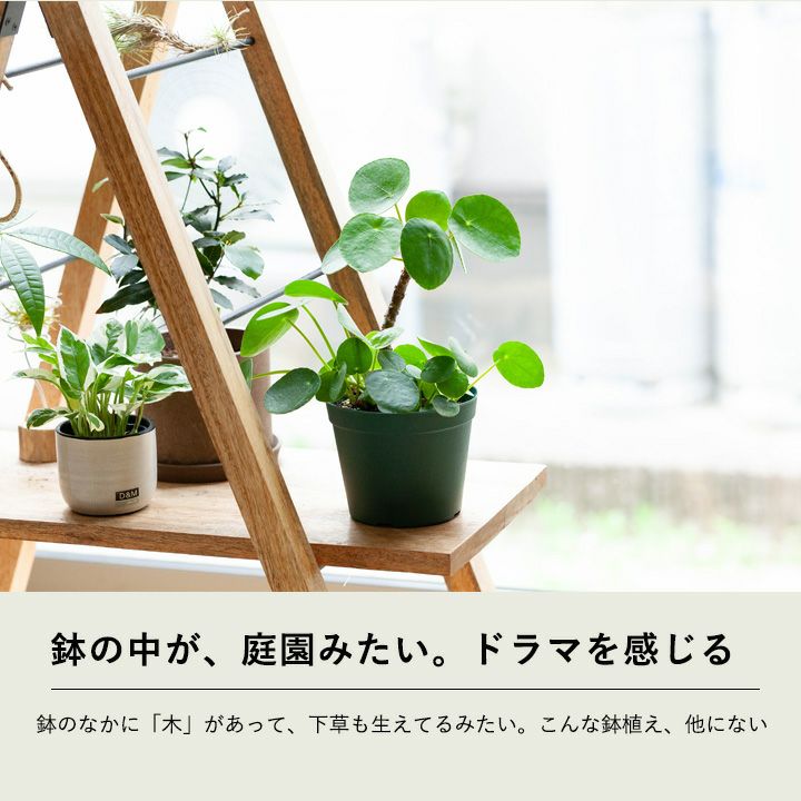 ピレア・ペペロミオイデス「幹上がり」子株わんさかスタンド仕立て