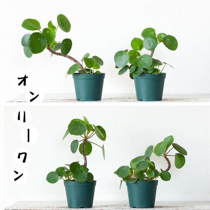 観葉植物 ピレア ペペロミオイデス 幹立ち レア - rivel.rs