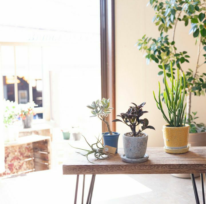 コンパクトに育つ、マイクロゴムの木 | [公式]e-花屋さん