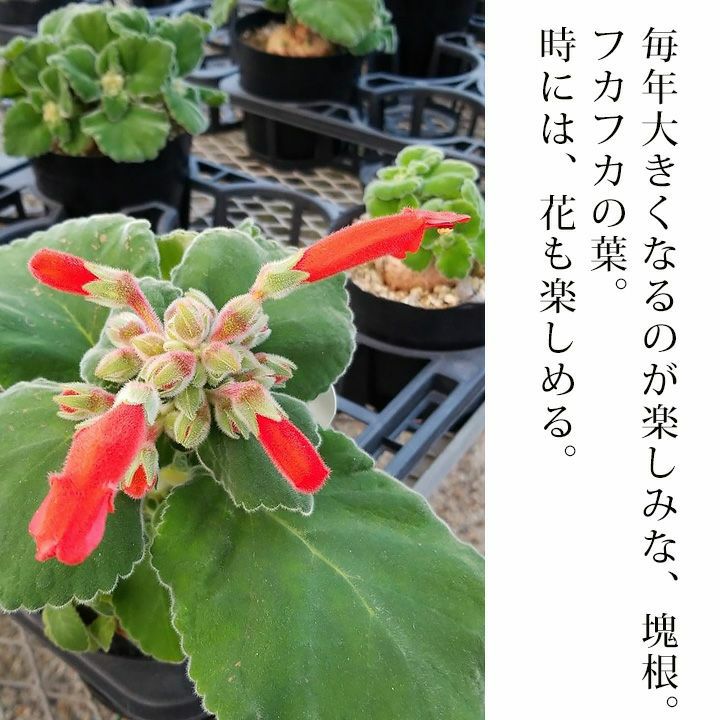 花咲く塊根植物。シンニンギア・カーディナリス | [公式]e-花屋さん