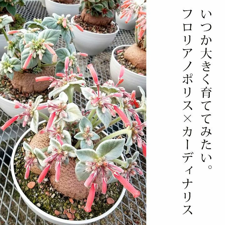 塊根植物シンニンギアの交配種（フロリアノポリス×カーディナリス） | [公式]e-花屋さん