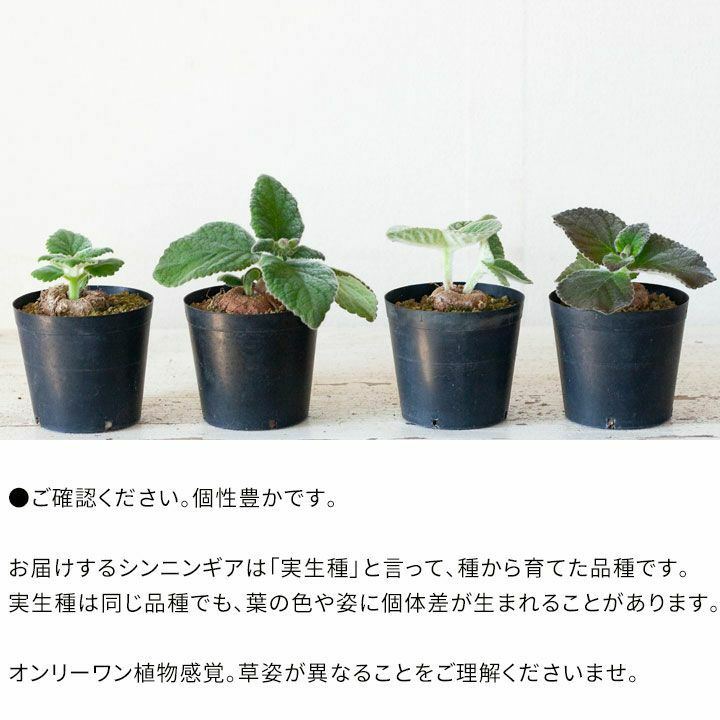 塊根植物シンニンギアの交配種 フロリアノポリス カーディナリス 公式 E 花屋さん 塊根植物シンニンギアの交配種 フロリアノポリス カーディナリス 公式 E 花屋さん