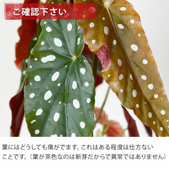 5 13 のお届け ベゴニア マクラータ 育ててみて 公式 E 花屋さん 5 13 のお届け ベゴニア マクラータ 育ててみて 公式 E 花屋さん