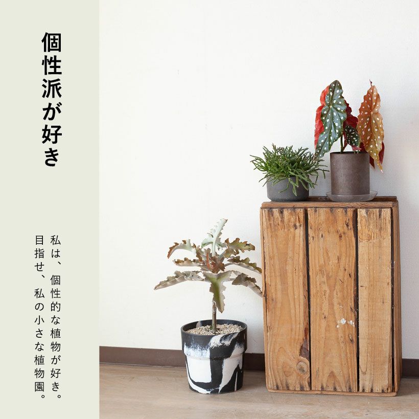 ベゴニア・マクラータ育て方付き（観葉植物）販売：売切れ時は予約