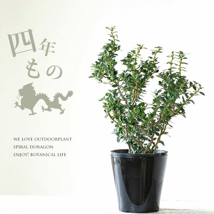 ここまで4年 盆栽のような雲竜ツゲ スパイラルドラゴン 公式 E 花屋さん