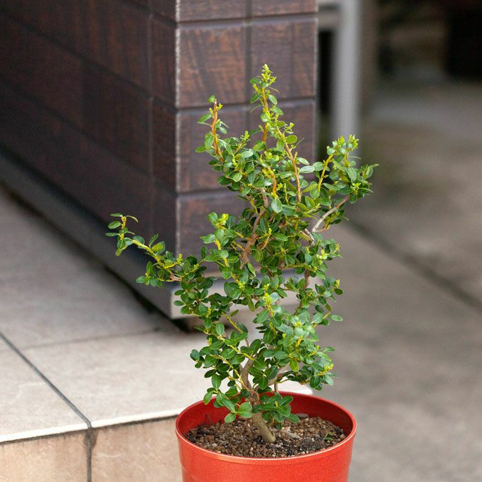 ここまで4年。盆栽のような雲竜ツゲ（スパイラルドラゴン） | [公式]e