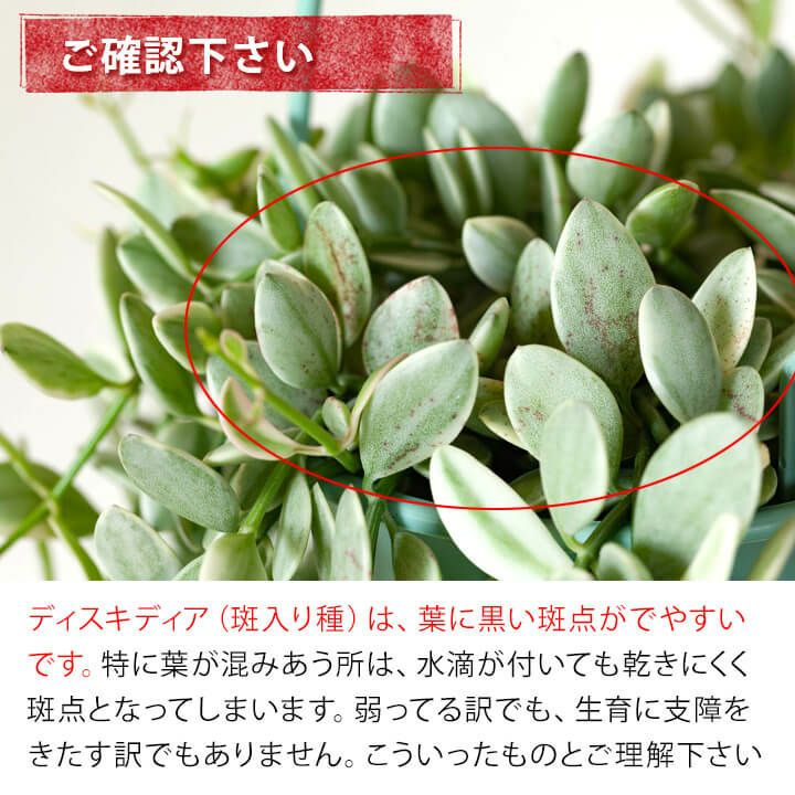 斑入りのディスキディア・エメラルド | [公式]e-花屋さん