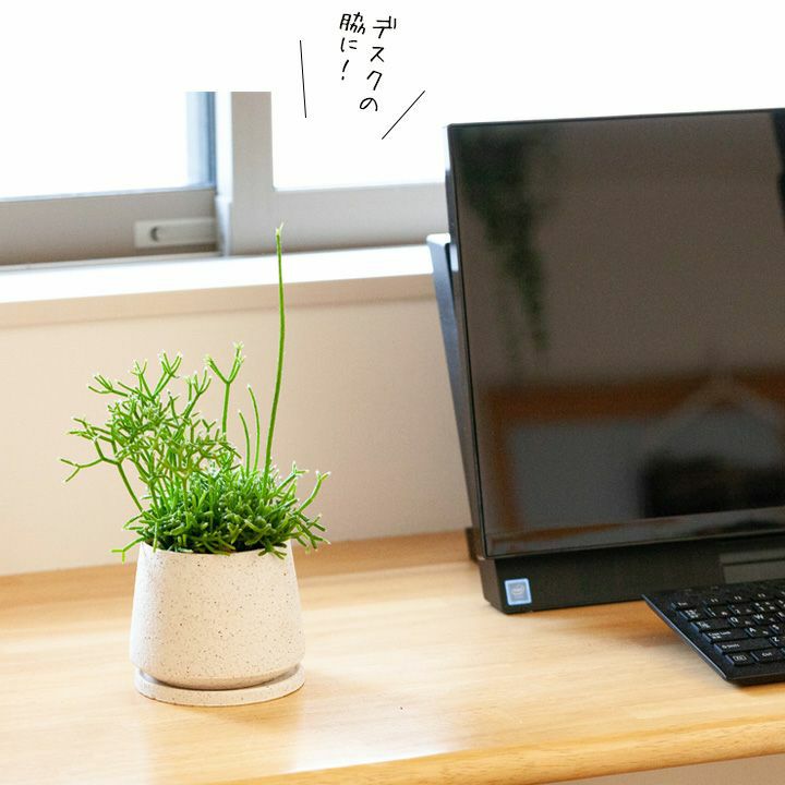 観葉植物がある暮らし