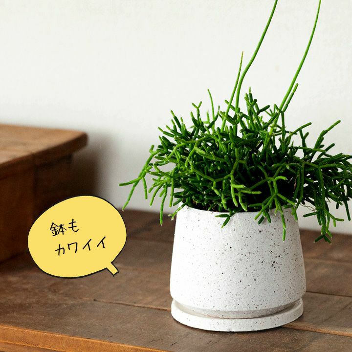 リプサリス ケレウスクラ育て方付き E 花屋さん リプサリス ケレウスクラ育て方付き E 花屋さん