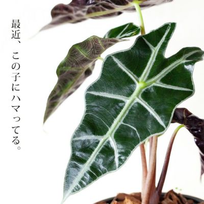 絶品】 ✨希少✨ピンク極斑入り✨アロカシア アマゾニカ ドワーフ 植物