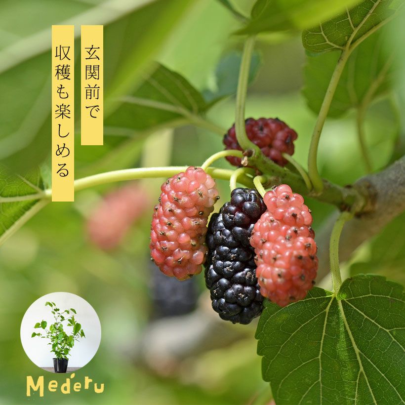 桑 クワ マルベリー 大株 鉢植え リクガメエサ 【公式通販】 桑 クワ マルベリー 大株 鉢植え リクガメエサ 【公式通販】