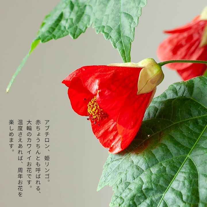 アブチロン 姫りんごinルーツポーチ 公式 E 花屋さん アブチロン 姫りんごinルーツポーチ 公式 E 花屋さん